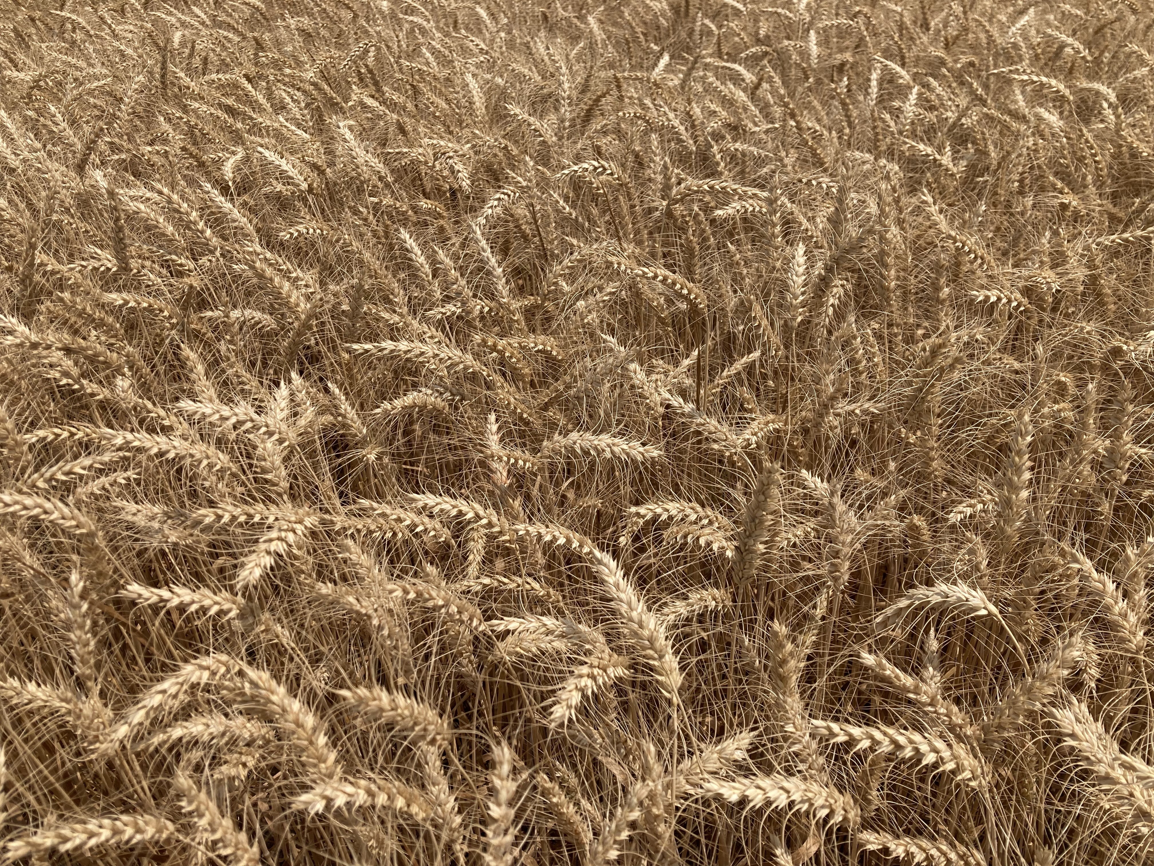 Boost Your Yield And Profits - SRWW Wheat Management Guide. - Image 19