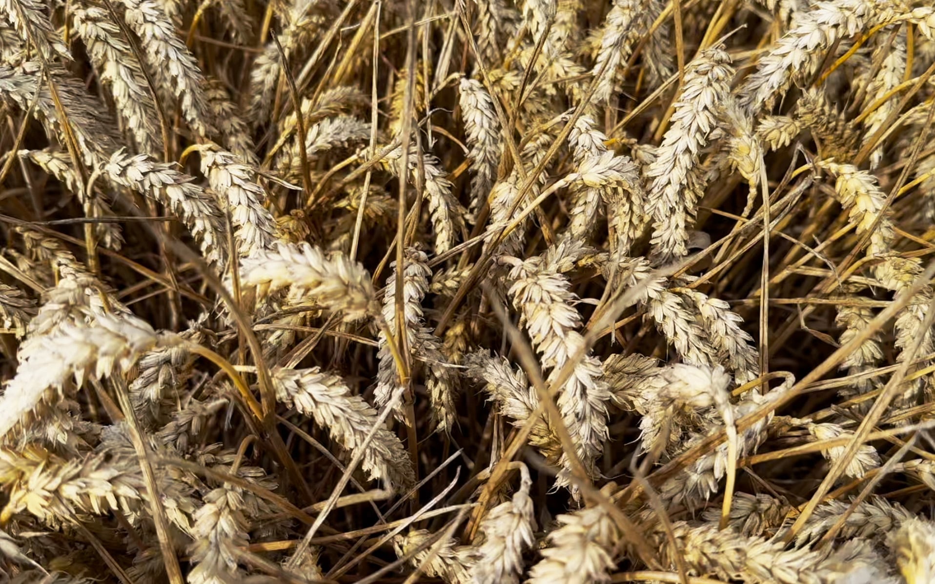 Boost Your Yield And Profits - SRWW Wheat Management Guide. - Image 20