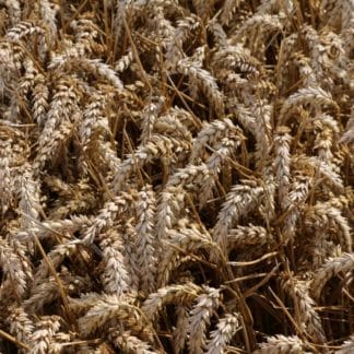 Wheat Management Guides