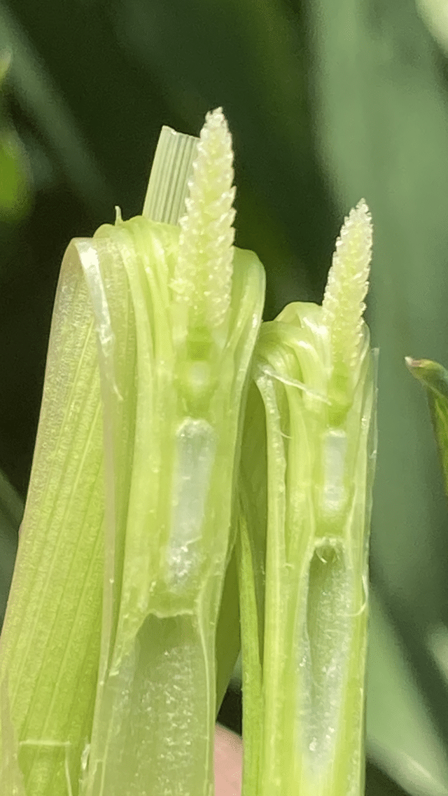 Boost Your Yield And Profits - SRWW Wheat Management Guide. - Image 9