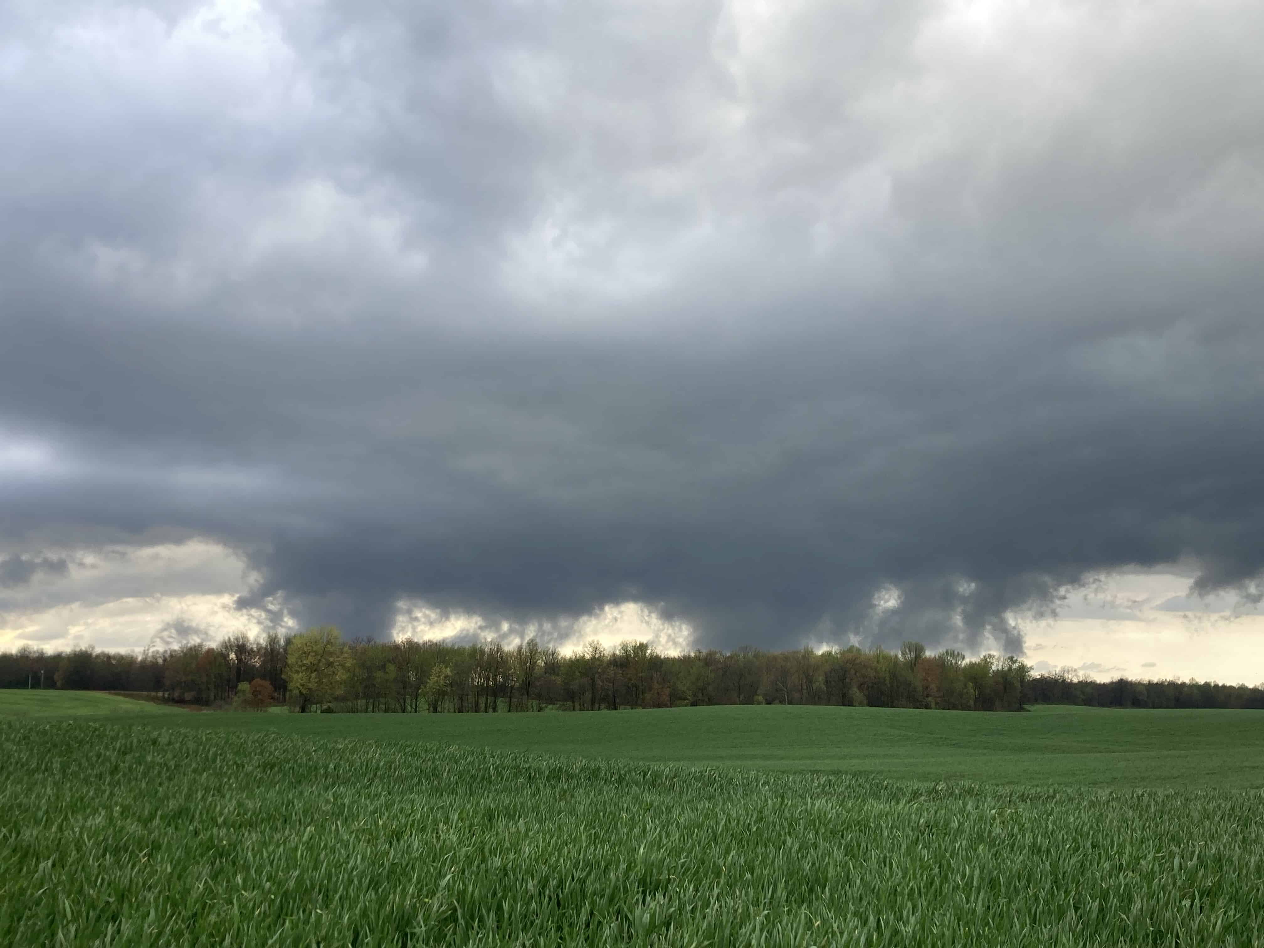 Boost Your Yield And Profits - SRWW Wheat Management Guide. - Image 15