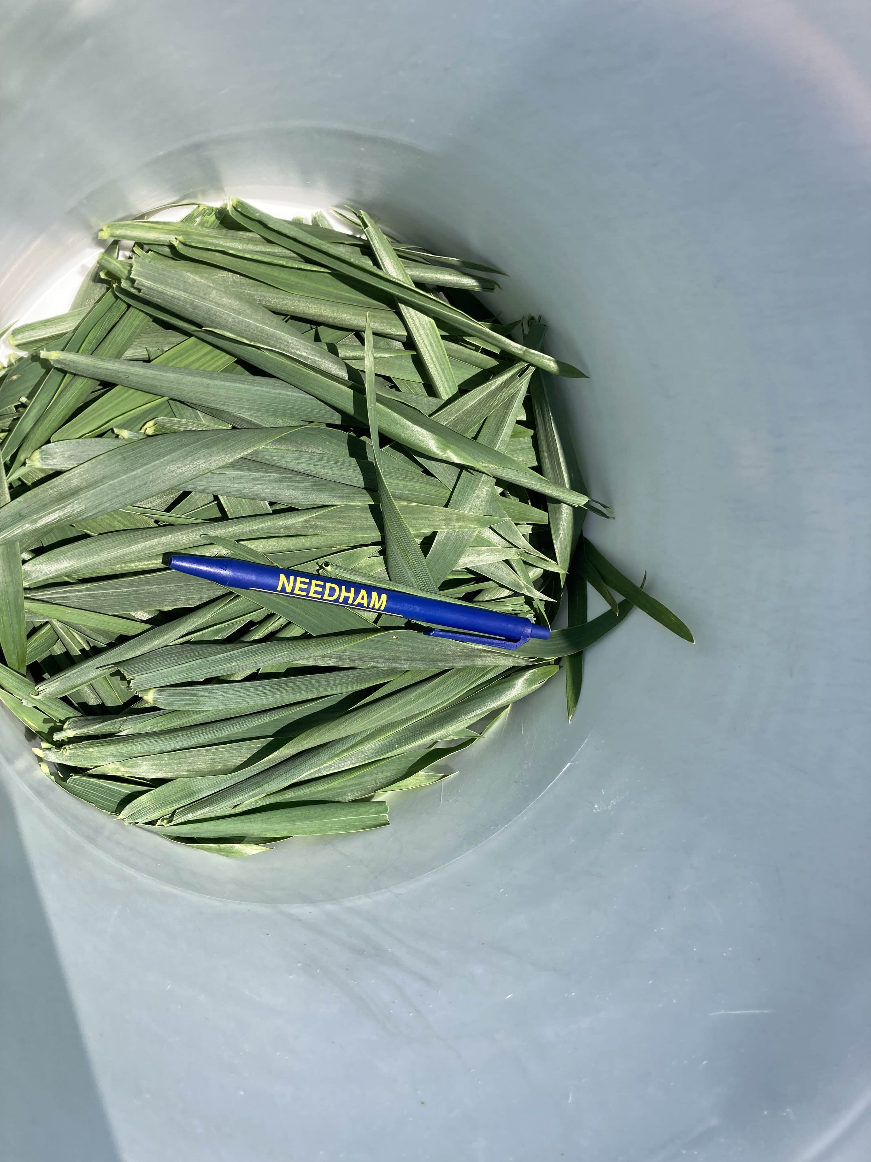 Boost Your Yield And Profits - SRWW Wheat Management Guide. - Image 12