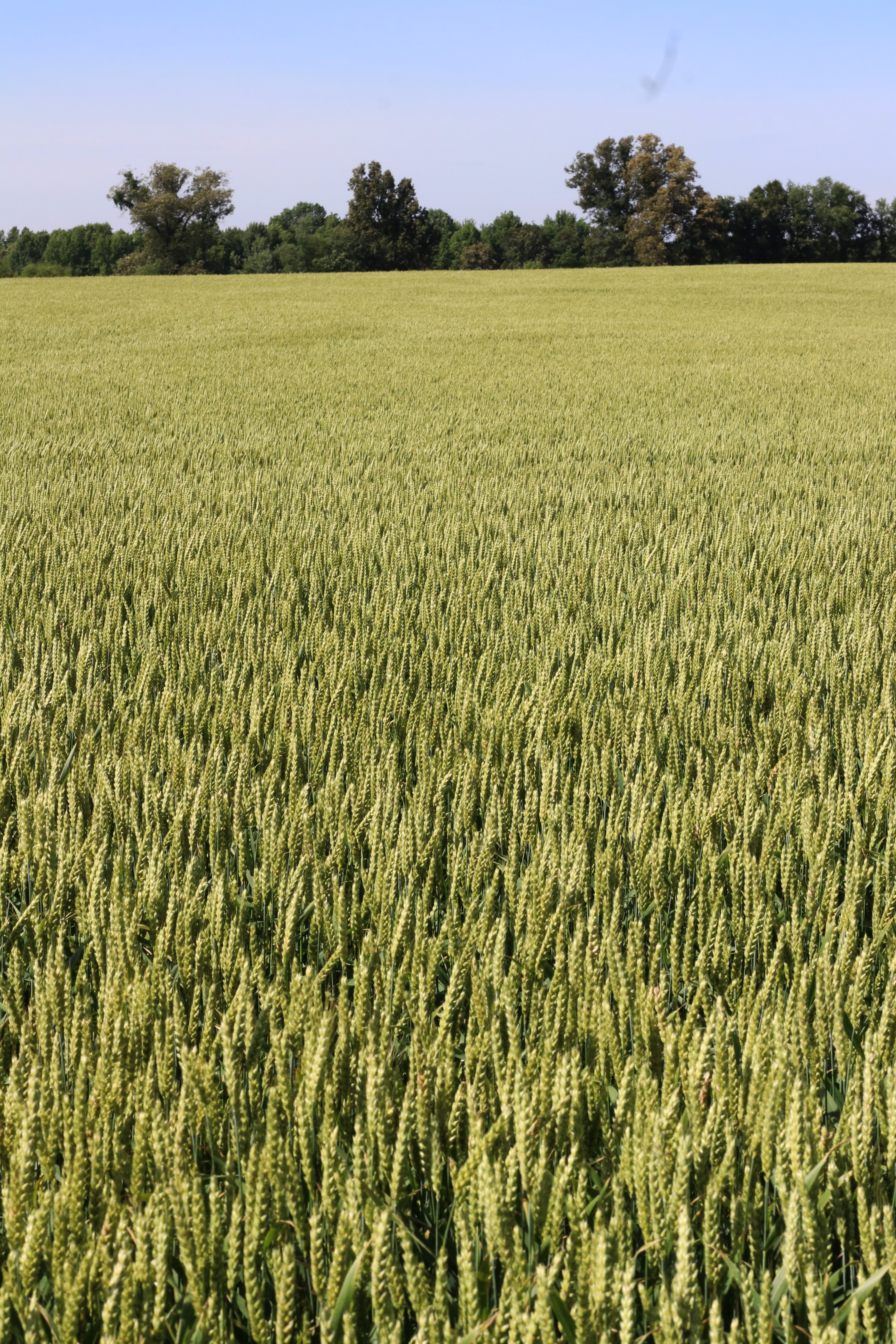 Boost Your Yield And Profits - SRWW Wheat Management Guide. - Image 16