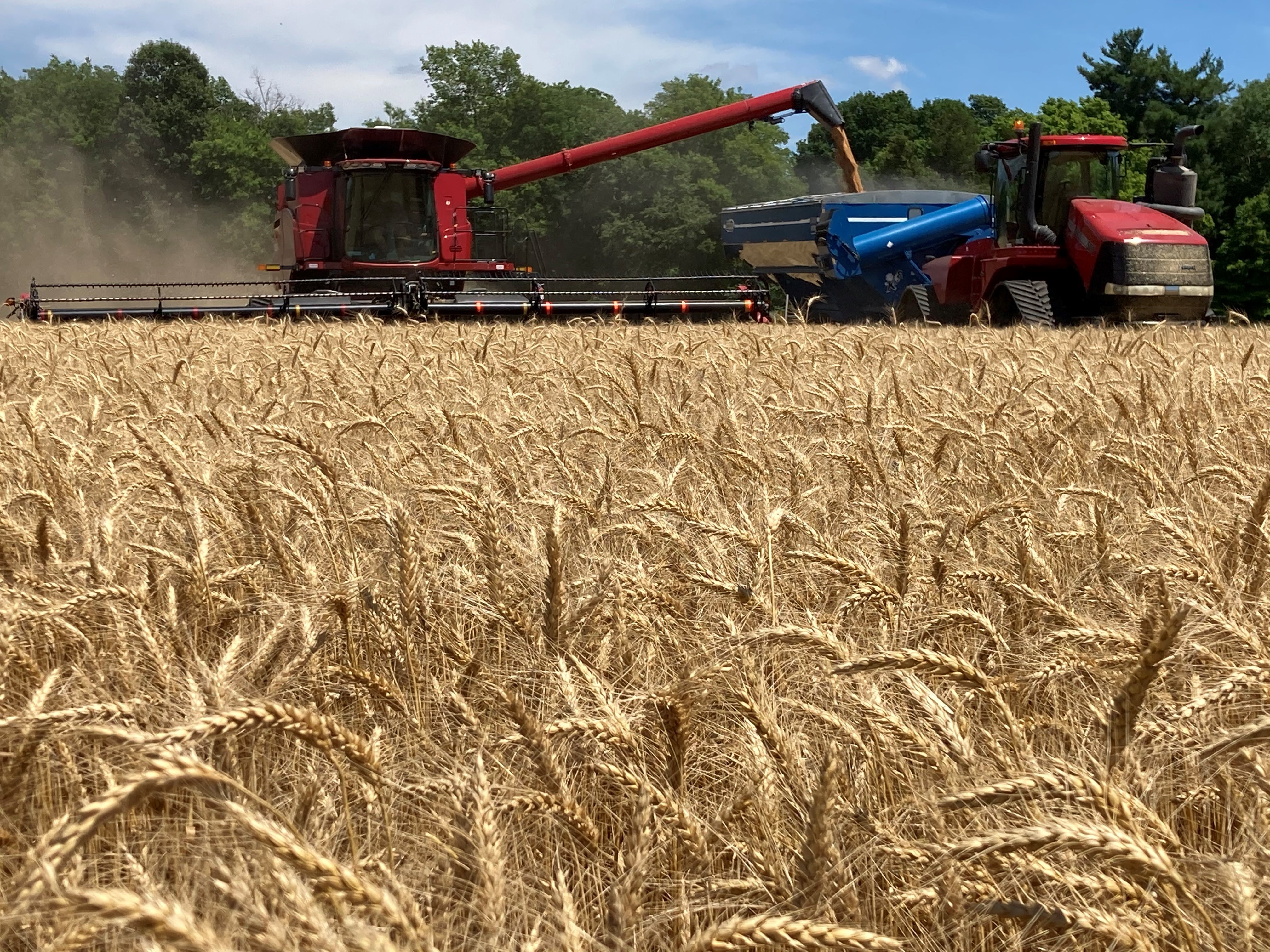 Boost Your Yield And Profits - SRWW Wheat Management Guide. - Image 21