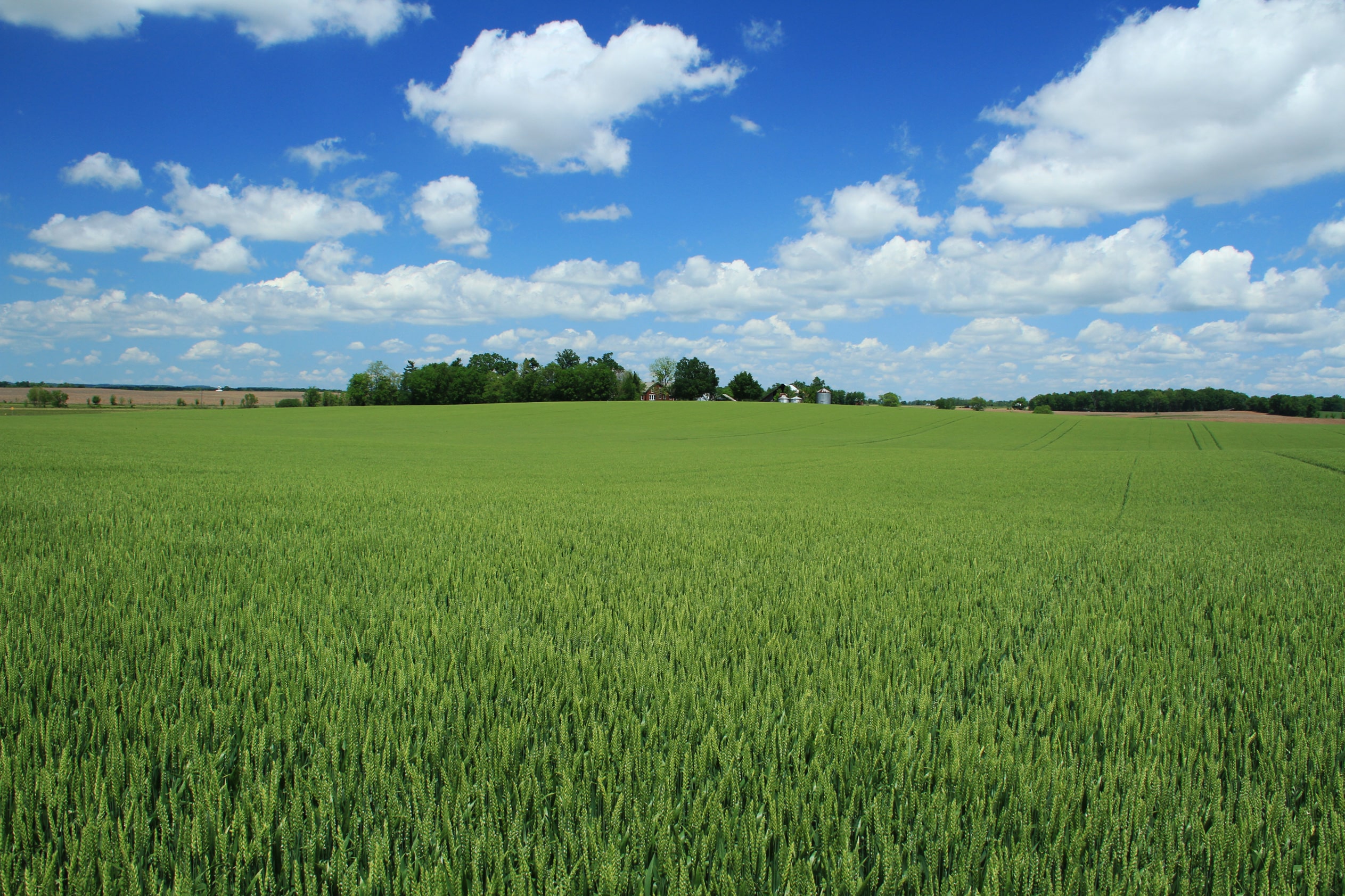 Boost Your Yield And Profits - SRWW Wheat Management Guide. - Image 8