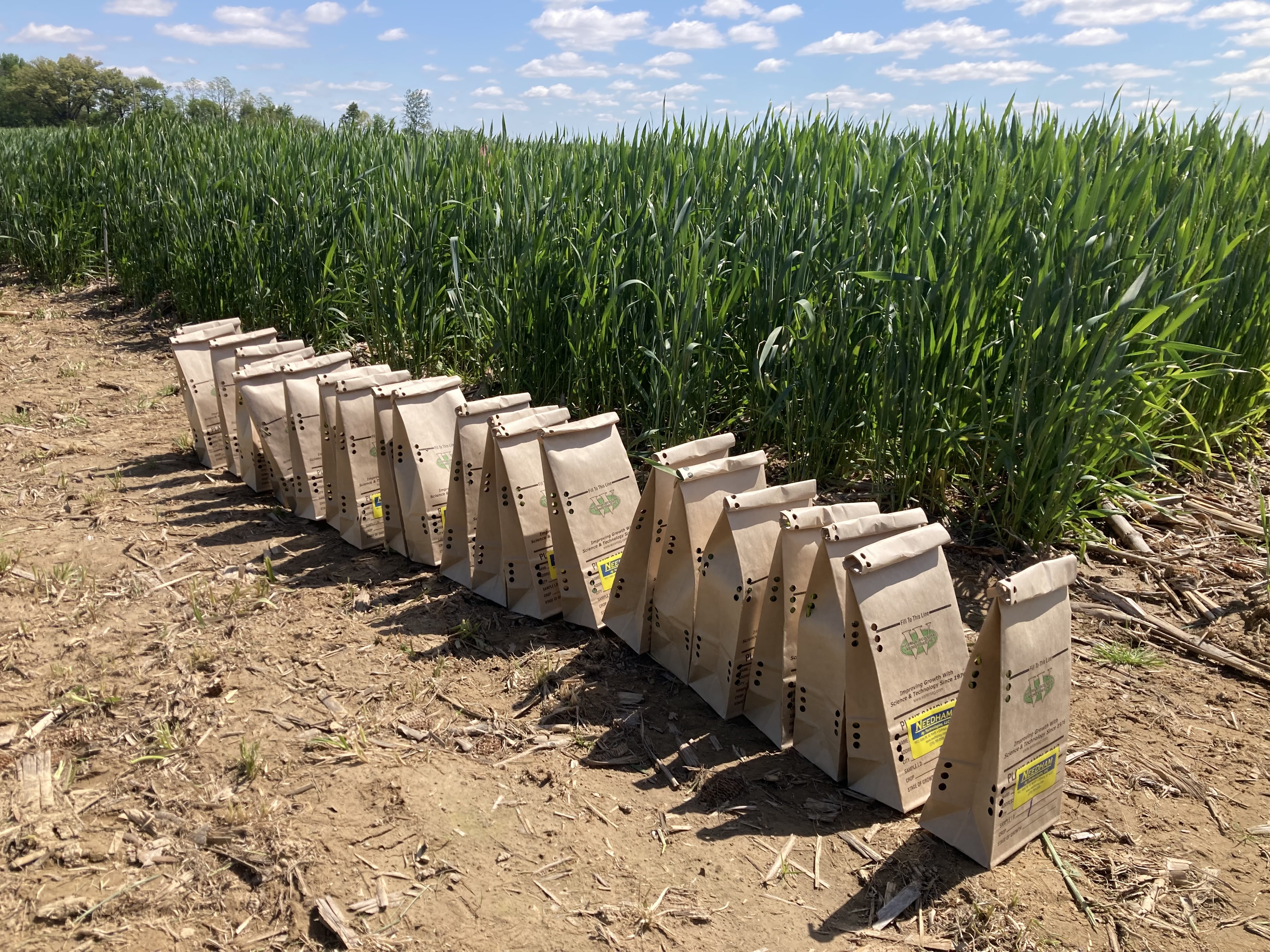 Boost Your Yield And Profits - SRWW Wheat Management Guide. - Image 13